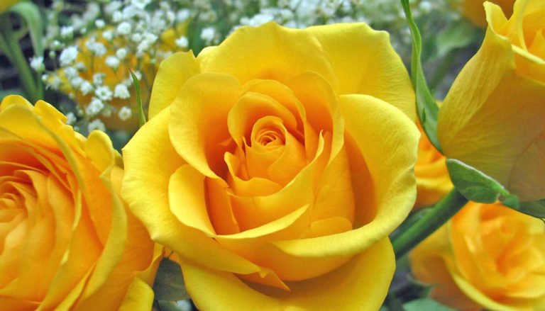 Flores, amor y Covid