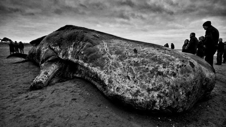 La Ballena