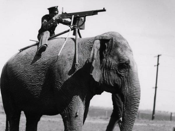 Unbelievable Instances of Animals in Military