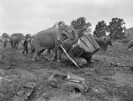 CIRCUS ELEPHANT PUSHES OVER JUNKED CAR Editorial Stock Photo - Stock Image  | Shutterstock