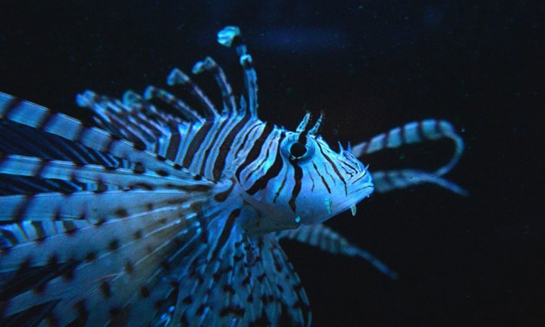 El pez león en los arrecifes del sur del Golfo de México