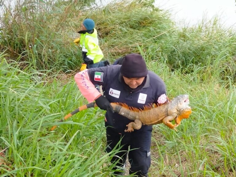 PC y Bomberos llevaron a cabo operativo de rescate de iguanas que resultaron afectadas por el frío