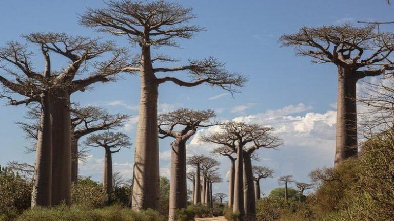 Científicos resuelven el misterio detrás de los antiquísimos baobabs, los “árboles de la vida”