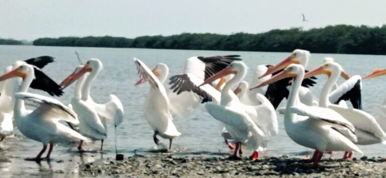 Ecosistemas del norte de Veracruz y su importancia para las aves