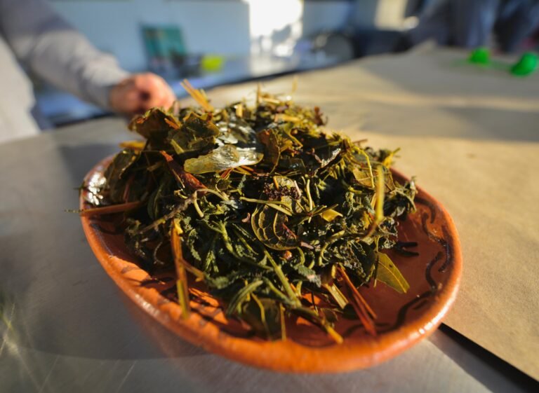 VIDEO | Repelente herbolario, alternativa ecológica para prevenir el dengue