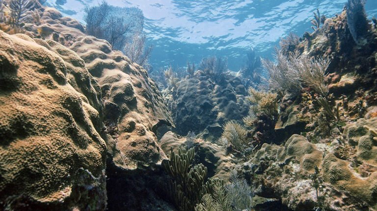 Bajo amenaza, la mitad de los arrecifes del Atlántico