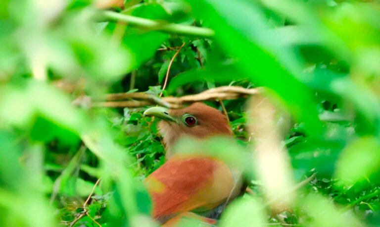 Cuenca del Río Tuxpan: Desarrollo e Impacto Ambiental