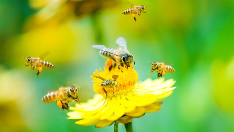 Cambios en el uso de suelo minan la presencia de las abejas